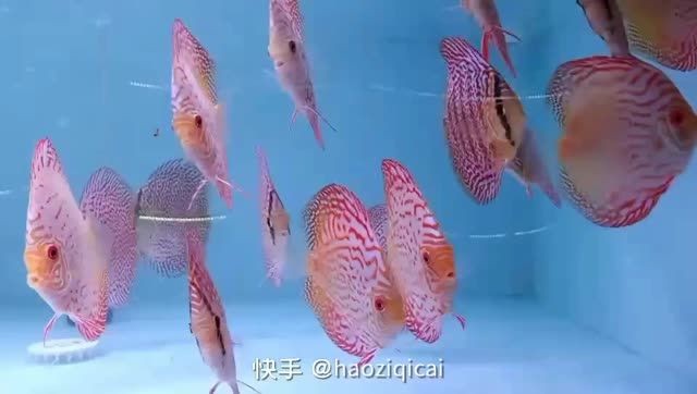 [2025]七彩神仙魚(yú)：七彩神仙魚(yú)怎么養(yǎng)