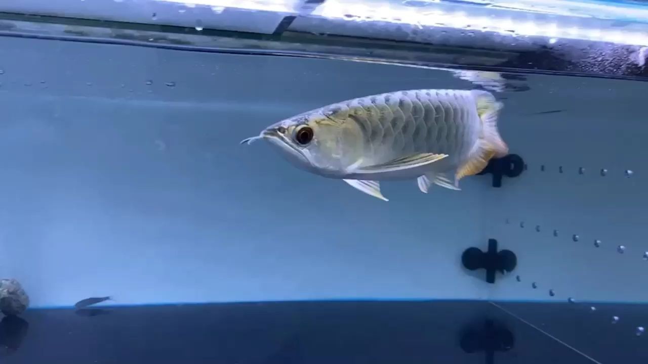 藍珀金龍魚，祥龍魚場高端藍底過背金龍魚，祥龍魚場高端藍底過背金龍魚，祥龍魚場推出高端藍底金龍魚，引領觀賞魚市場新潮流