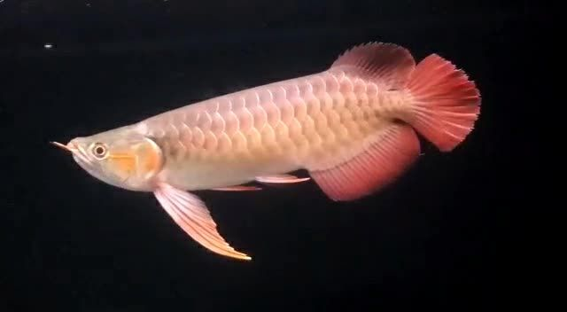 翹頭祥龍赫舞紅龍魚，翹頭祥龍赫舞紅龍魚，家居觀賞之佳品亦為風水擺件之首選，翹頭祥龍赫舞紅龍魚，家居風水與觀賞佳品