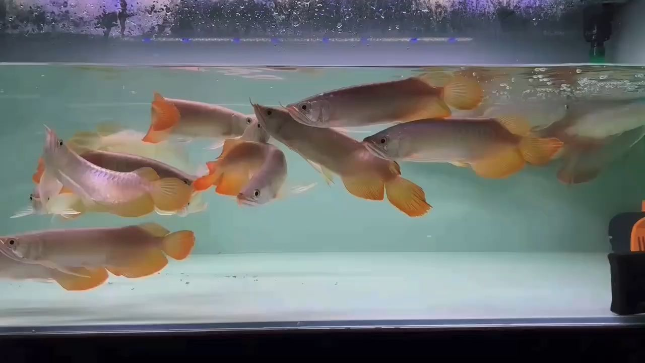 純凈品質，品牌特供版， 更高性價比的印尼小紅龍：印尼小紅龍是印尼的特有品種