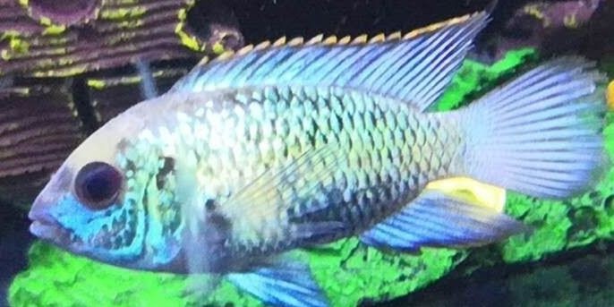 翡翠鳳凰魚：翡翠鳳凰魚的飼養