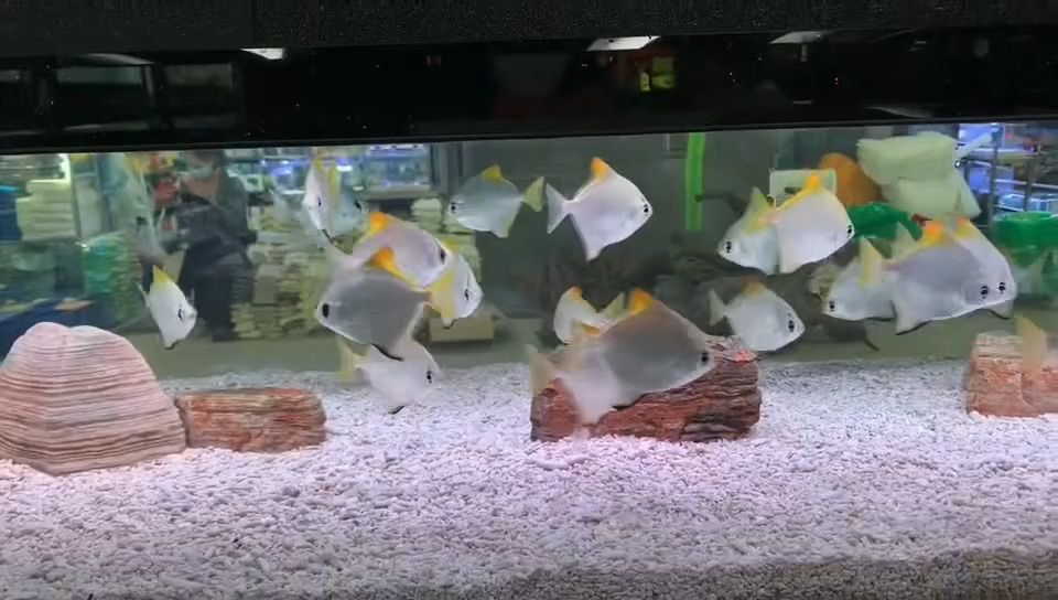 黃鰭鯧苗。紅眼，黑眼戰船苗，鉛筆苗，黃鰭鯧苗，銀龍...：黃鰭鯧苗在養殖過程中表現出較高的適應性和生長潛力