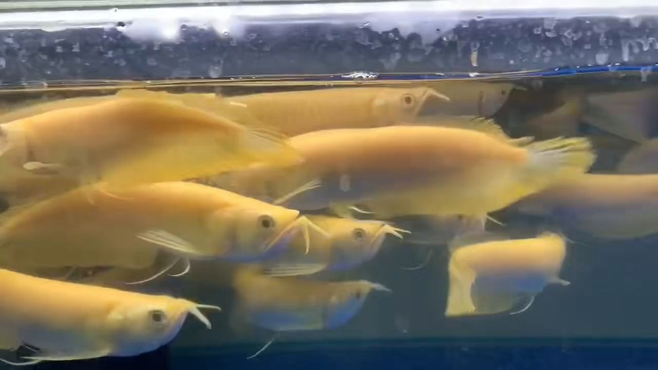 [2025]18-20cm白子銀龍魚批發：-20cm白子銀龍魚批發