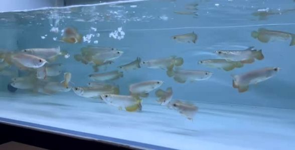 印尼小紅龍魚苗，品質上乘，助力打造絢麗水族世界