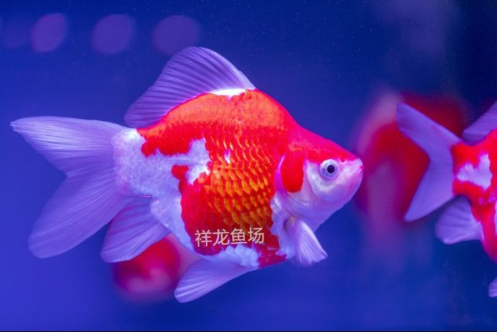 詳細閱讀:精品大日玉鯖:“精品大日玉鯖”在國際市場上的貿易情況及所面臨的挑戰(zhàn) 精品大日玉鯖:“精品大日玉鯖”在國際市場上的貿易情況及所面臨的挑戰(zhàn)