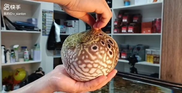 潛水艇魚：深海中的隱秘魅力，探索其神秘生態與養護之道 潛水艇魚：深海中的隱秘魅力，探索其神秘生態與養護之道 潛水艇魚