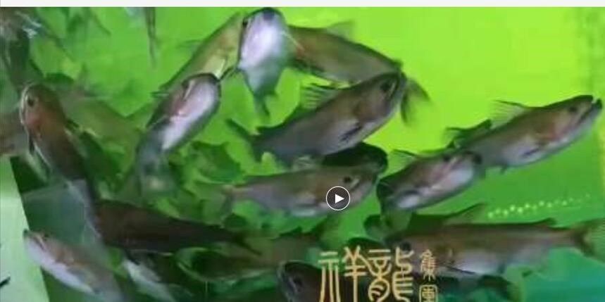 大嘴鯨魚，比他小的都能吃得下，太兇悍：大嘴鯨魚比他小的都能吃下，比他小的都能吃下，太兇悍