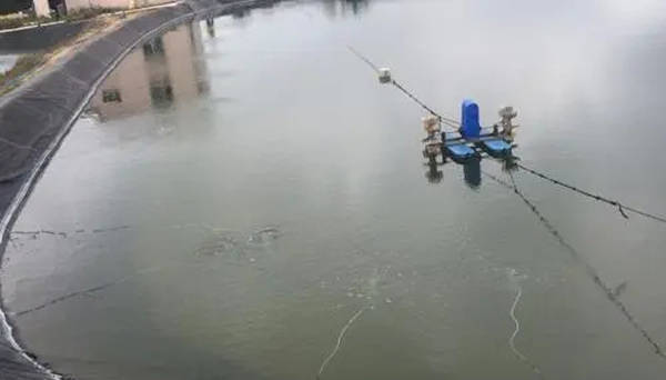 紅龍魚怎么賣出去？全面解析銷售策略與市場技巧，紅龍魚高效銷售指南，策略與市場技巧全解析