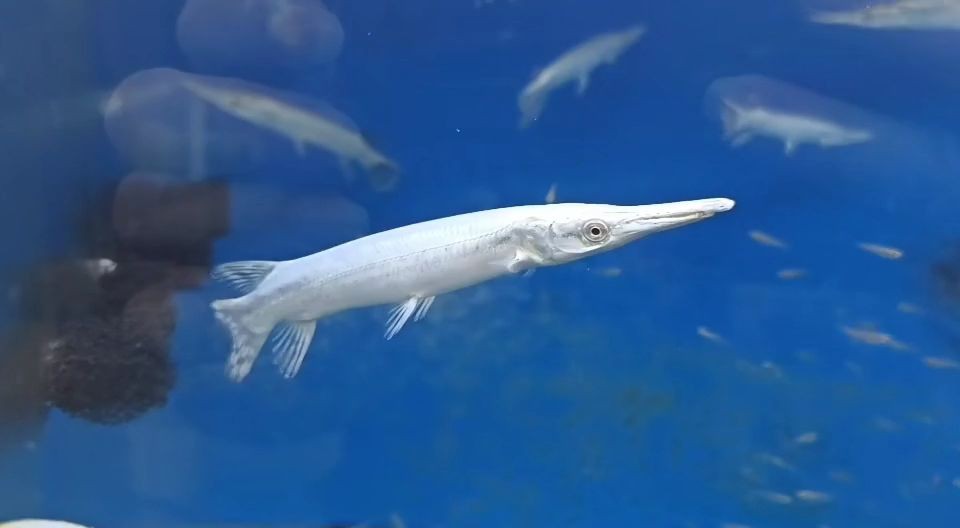 15厘米！應該是市場最小的白化幽靈火箭魚：15cm小尺寸火箭魚成新寵 15厘米！應該是市場最小的白化幽靈火箭魚：15cm小尺寸火箭魚成新寵 紅眼黃化幽靈火箭魚|皇家火箭魚