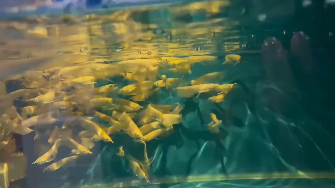 [2025]白子銀龍魚(yú)苗：白子銀龍魚(yú)苗的養(yǎng)殖方法