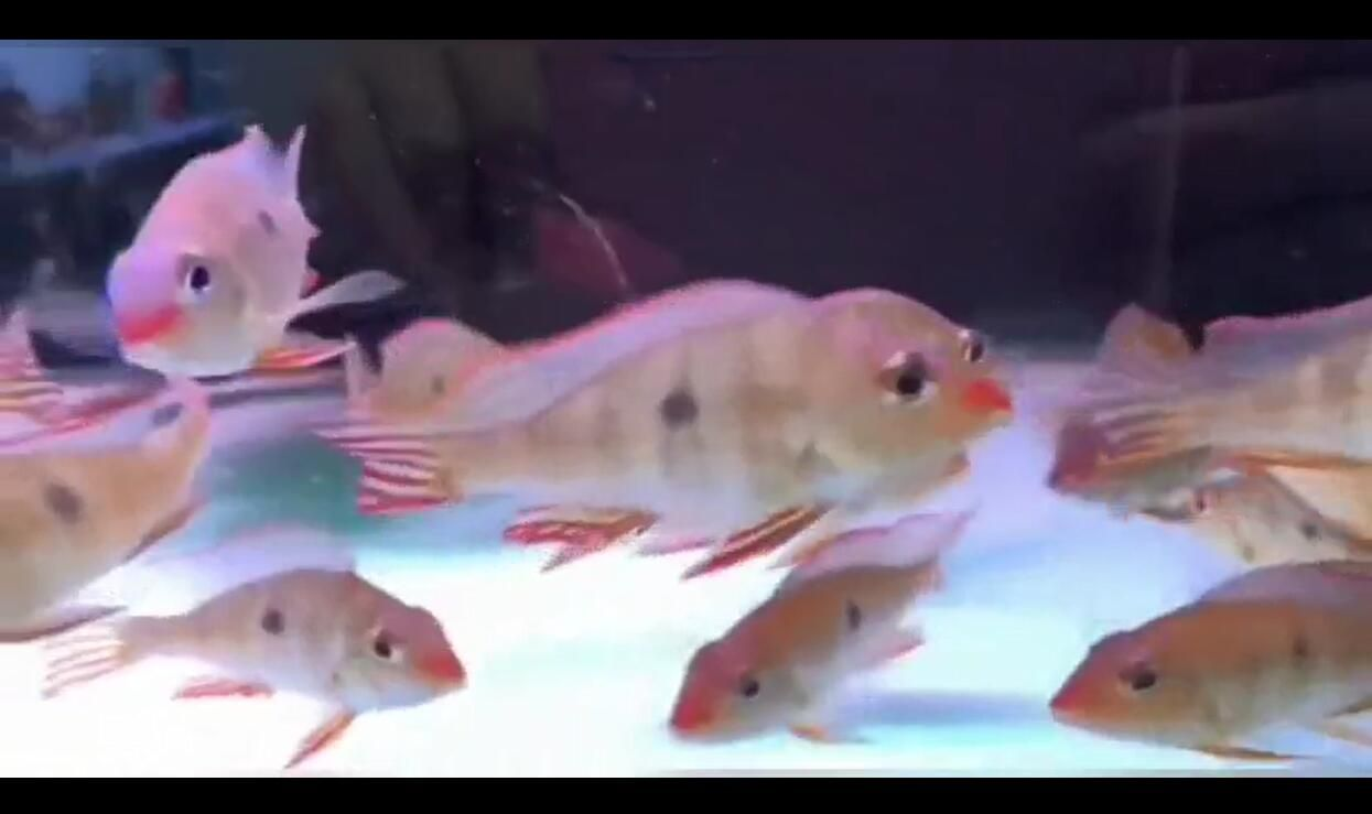 紅頭利魚：紅頭利魚是一種體型較大、頭部呈鮮紅色的大型魚類 紅頭利魚：紅頭利魚是一種體型較大、頭部呈鮮紅色的大型魚類 紅頭利魚