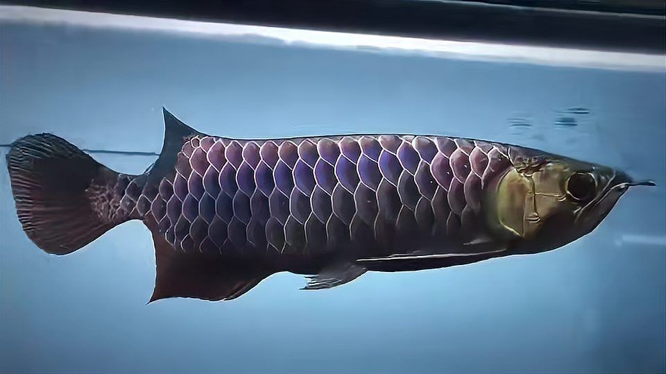 頂級古典藍底過背金龍魚：白缸中的藍色傳奇，驚艷非凡