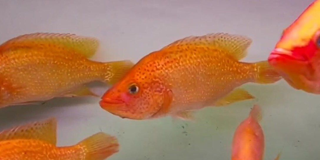 紅老虎魚：紅老虎魚是一種溫和且適應性強的觀賞魚，在水族箱中非常搶眼