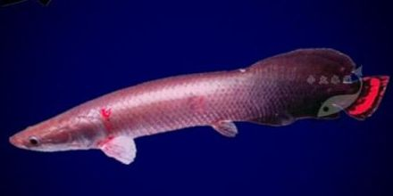 紅尾海象：動物圖集：紅尾海象 紅尾海象：動物圖集：紅尾海象 海象魚