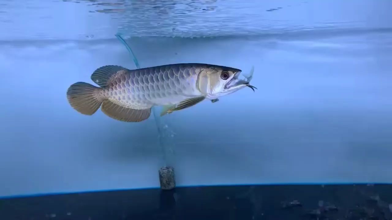 【藍珀金龍魚】祥龍魚場高端藍底過背金龍魚，祥龍魚場高端藍底過背金龍魚，祥龍魚場高端藍底金龍魚，祥龍魚場的珍稀珍品 【藍珀金龍魚】祥龍魚場高端藍底過背金龍魚，祥龍魚場高端藍底過背金龍魚，祥龍魚場高端藍底金龍魚，祥龍魚場的珍稀珍品 藍底過背金龍魚