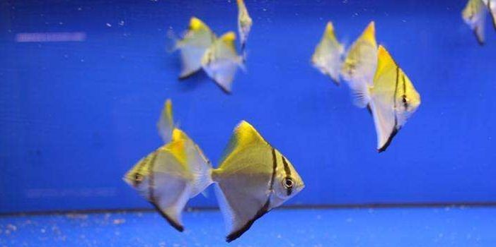 黃鰭鯧魚：黃鰭鯧魚是一種淡水魚屬于輻鰭目鱸形目鯖亞目鯧科 黃鰭鯧魚：黃鰭鯧魚是一種淡水魚屬于輻鰭目鱸形目鯖亞目鯧科 黃鰭鯧魚