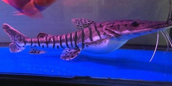 [2025]鴨嘴鯊魚：動物圖集：鴨嘴鯊魚，20250719 | 鴨嘴鯊魚，動物圖集