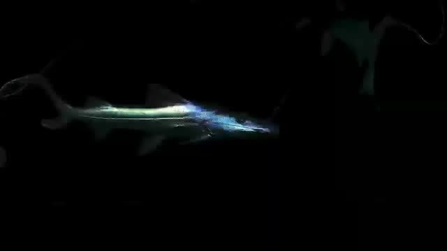 月光鴨嘴魚，黑暗宇宙中滑行的亮點：月光鴨嘴魚，黑暗宇宙中滑行的亮點， 月光鴨嘴魚，黑暗宇宙中滑行的亮點：月光鴨嘴魚，黑暗宇宙中滑行的亮點， 月光鴨嘴魚