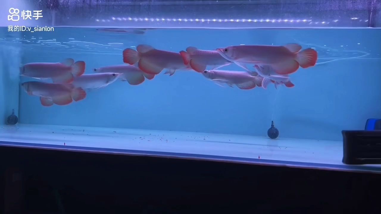 10條精品紅龍魚(yú)批發(fā)：10條精品紅龍魚(yú)，10條紅龍魚(yú)批發(fā)