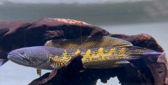 黃金眼鏡蛇雷龍魚：神秘而迷人的觀賞魚之王，探尋其獨特魅力與飼養秘籍