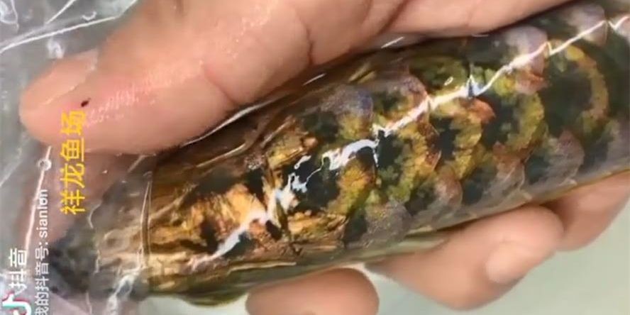 [2025]細看祥龍藍底過背：祥龍藍底過背是中國傳統服飾中的一種