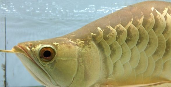 金龍福龍魚(yú)：水族界的新寵與吉祥象征 金龍福龍魚(yú)：水族界的新寵與吉祥象征 金龍福龍魚(yú)