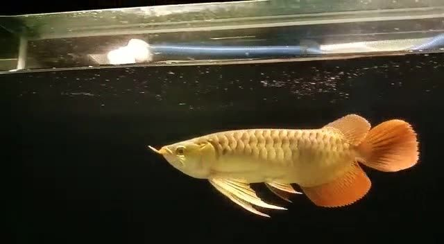 [2025]霸氣祥龍赫舞紅龍魚（大湖紅龍魚）：大湖紅龍魚（大湖紅龍魚）