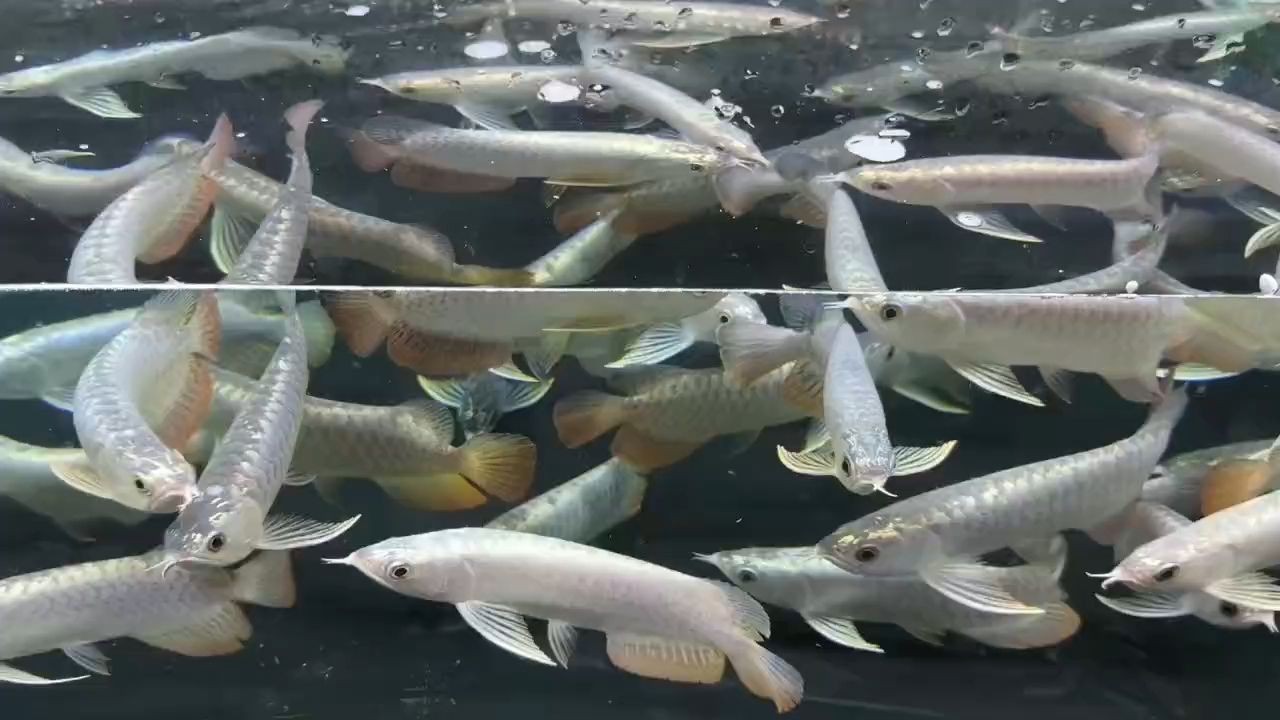 2025過背金龍魚批發：2025年的過背金龍魚批發行業迎來了新的發展機遇