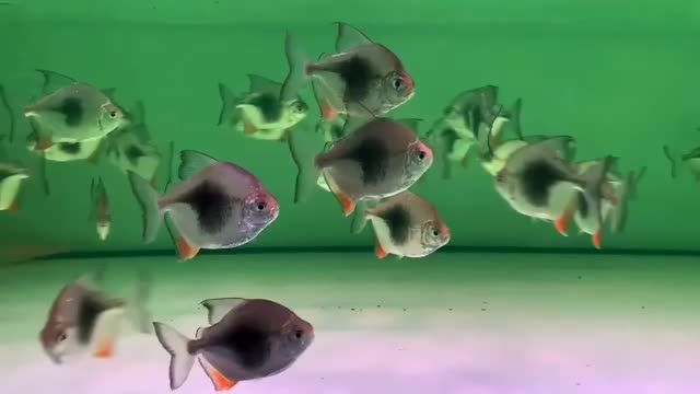 黑桃A銀板魚2025：黑桃a銀板魚 黑桃A銀板魚2025：黑桃a銀板魚 黑桃A魚