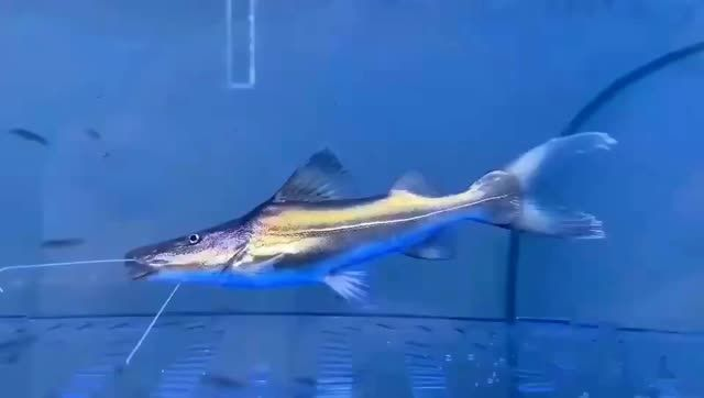 [2025]月光鴨嘴魚：探討月光鴨嘴魚的生態習性以及保護措施，月光鴨嘴魚生態習性解析