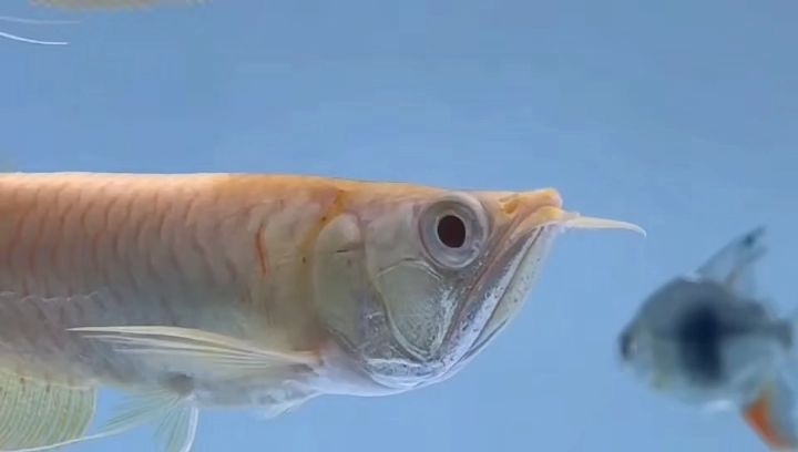 鯊魚(yú)嘴黃化銀龍魚(yú)：鯊魚(yú)嘴黃化銀龍魚(yú)是一種在亞洲水域中常見(jiàn)的魚(yú)類 鯊魚(yú)嘴黃化銀龍魚(yú)：鯊魚(yú)嘴黃化銀龍魚(yú)是一種在亞洲水域中常見(jiàn)的魚(yú)類 白子黃化銀龍魚(yú)