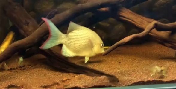 [2025]馬拉莫寶石魚：璀璨如寶石的熱帶魚新星，探尋其獨(dú)特魅力與養(yǎng)殖之道