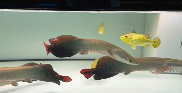 巨骨舌魚：淡水中的龐然大物