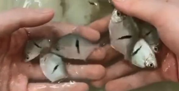 細線銀版魚：精致與典雅的完美結合，水族箱中的新星