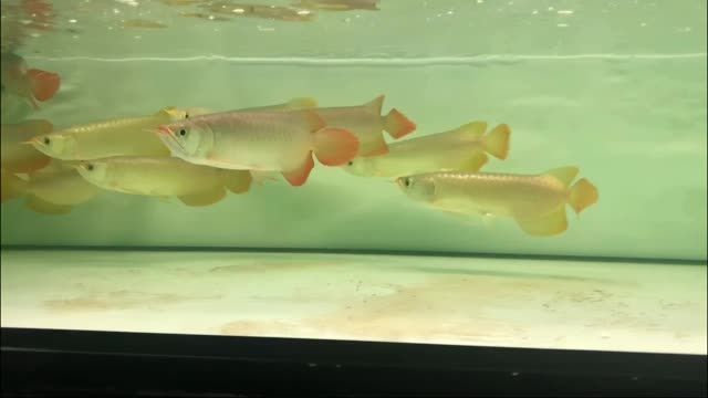整缸走打包批發印尼小紅龍：整缸走打包批發印尼小紅龍方法