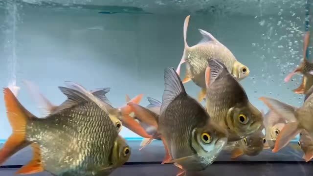 元寶鯽：元寶鯽是一種淡水魚，其特點是體型圓潤、色澤鮮亮、口感鮮美
