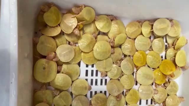 白化巴西龜：白化巴西龜價(jià)格是多少 白化巴西龜：白化巴西龜價(jià)格是多少 白化巴西龜（白巴）