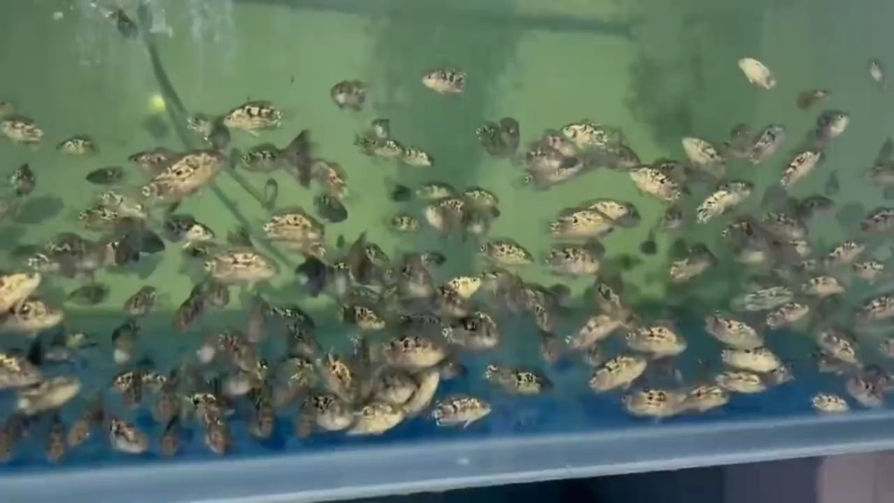 銀河星鉆魚：銀河星鉆魚是一種在海洋環境中生長的魚類