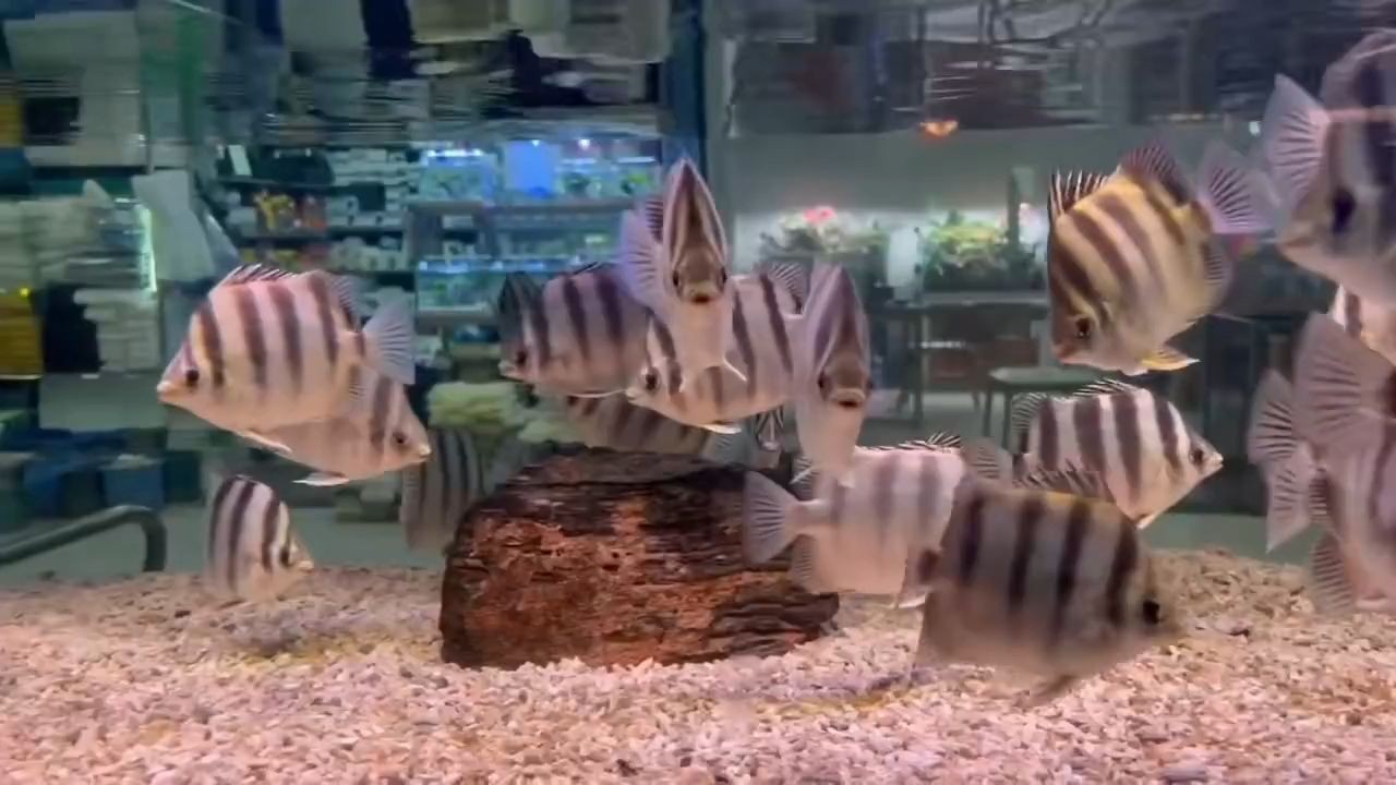 龍魚配魚：非洲金鼓魚14-15分店里現貨：非洲金鼓魚14-15分鐘內可取貨的現貨 龍魚配魚：非洲金鼓魚14-15分店里現貨：非洲金鼓魚14-15分鐘內可取貨的現貨 非洲金鼓魚