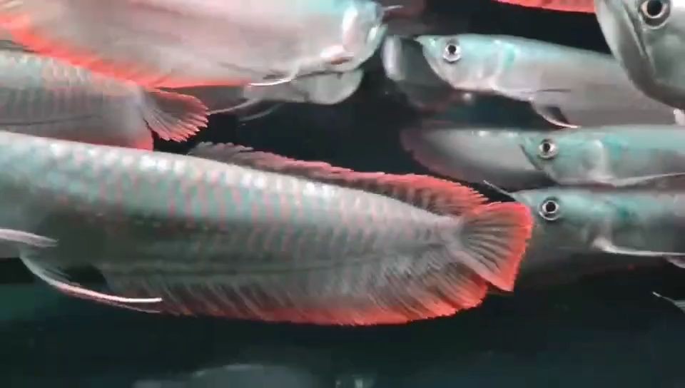 七彩銀龍魚：七彩銀龍魚的飼養