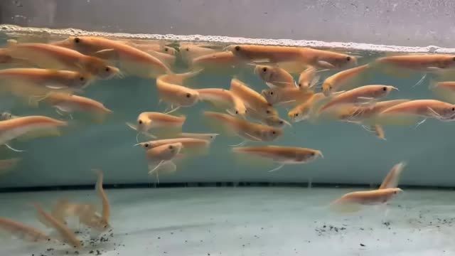 詳細閱讀:黃化銀龍苗養大好賺錢:如何高效地養殖黃化銀龍苗以實現良好的經濟收益 黃化銀龍苗養大好賺錢:如何高效地養殖黃化銀龍苗以實現良好的經濟收益