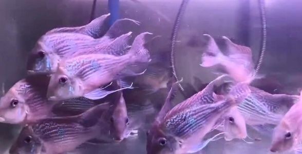 飼料 斯維尼關刀魚:熱帶魚中的優雅舞者,水族箱中的璀璨明星 斯維尼關刀魚 斯維尼關刀魚:熱帶魚中的優雅舞者,水族箱中的璀璨明星 斯維尼關刀魚:熱帶魚中的優雅舞者,水族箱中的璀璨明星 斯維尼關刀魚