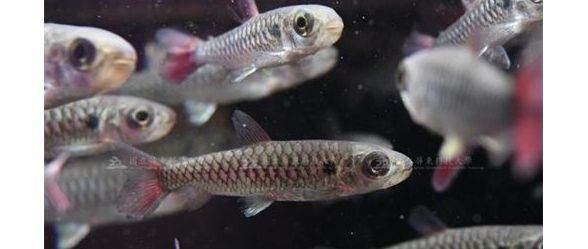 紅尾平克魚：熱帶魚中的瑰寶，養殖與鑒賞全攻略