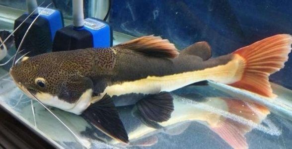 狗仔招財貓魚：獨特魅力與飼養秘籍全解析