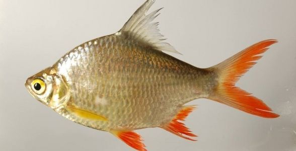 雙線側魚：水族箱中的優雅舞者，探尋其獨特魅力