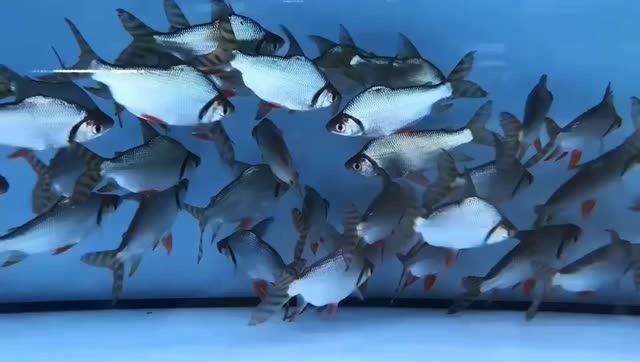 2025直紋飛鳳魚：直紋飛鳳魚