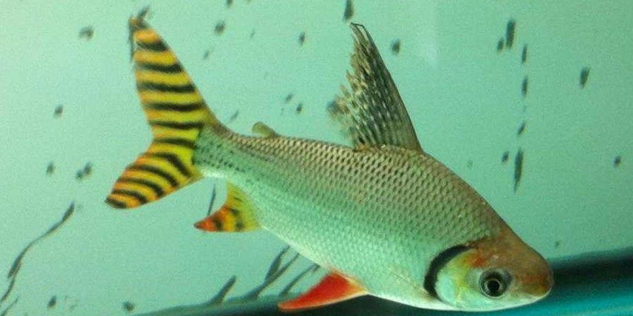 直紋飛鳳魚20cm：gyrinocheilusplagiophorus直紋飛鳳魚 直紋飛鳳魚20cm：gyrinocheilusplagiophorus直紋飛鳳魚 飛鳳魚