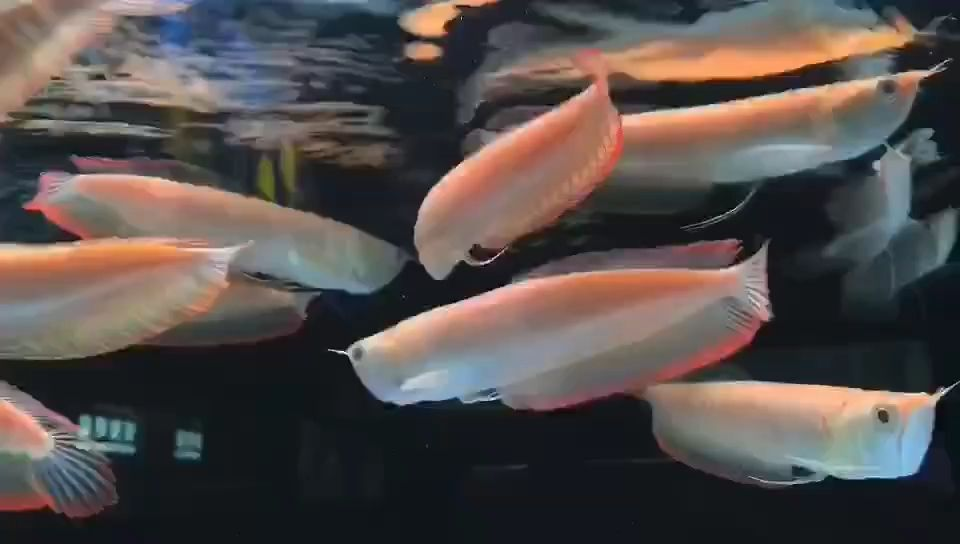 祥龍魚場黃化白子銀龍：祥龍魚場黃化白子銀龍的養殖技術、飼養管理以及繁殖方法 祥龍魚場黃化白子銀龍：祥龍魚場黃化白子銀龍的養殖技術、飼養管理以及繁殖方法 白子黃化銀龍魚