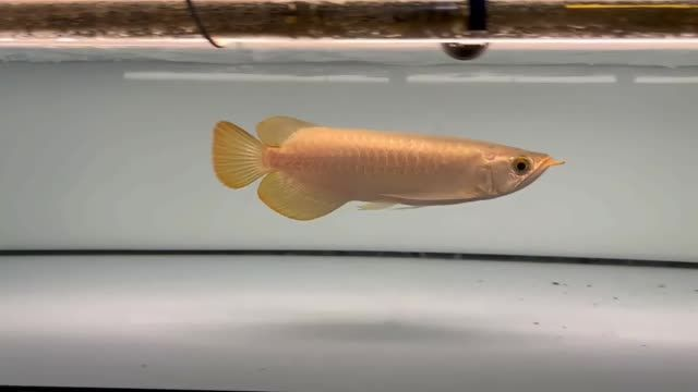 祥龍祥禾包紅紅龍魚：祥龍祥禾包紅紅龍魚的外形特征、生活習性和飼養方法