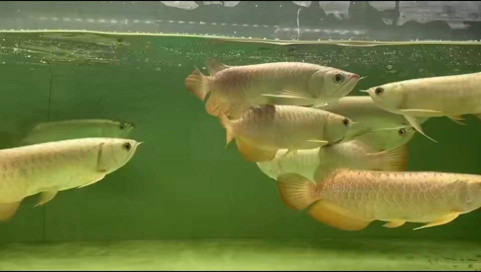 金頭過背藍底過背金龍魚都有：中國金頭過背藍底過背金龍魚的飼養和養護基本知識 金頭過背藍底過背金龍魚都有：中國金頭過背藍底過背金龍魚的飼養和養護基本知識 金頭過背金龍魚